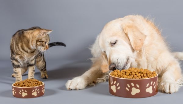 En Kaliteli Kedi ve Köpek Mamaları ile Petshop Ürünleri