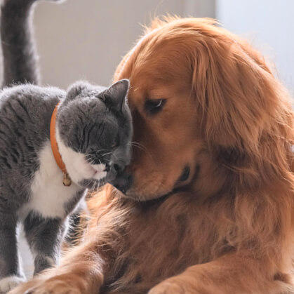 Kedi Köpek Mamaları Petshop ürünleri