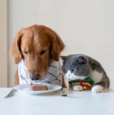 Kedi Köpek Mamaları Petshop ürünleri